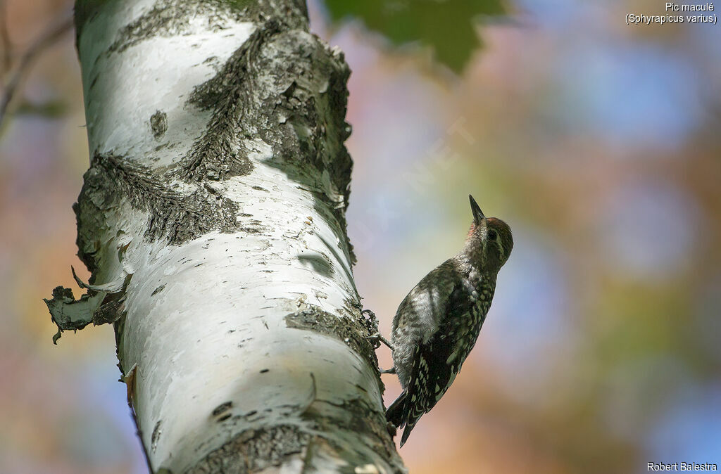 Yellow-bellied Sapsucker