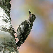 Yellow-bellied Sapsucker