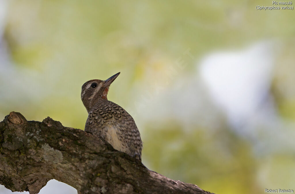 Yellow-bellied Sapsucker