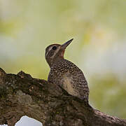 Yellow-bellied Sapsucker