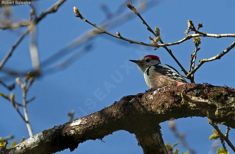 Middle Spotted Woodpecker male adult