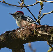 Middle Spotted Woodpecker