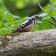 Middle Spotted Woodpecker