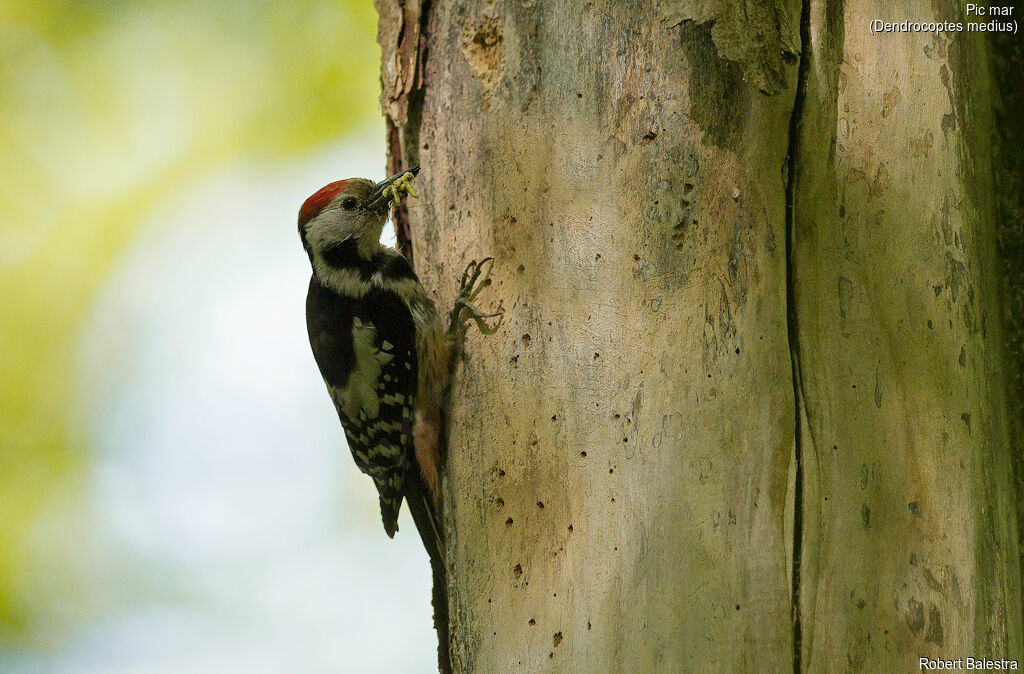 Middle Spotted Woodpecker