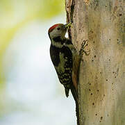 Middle Spotted Woodpecker