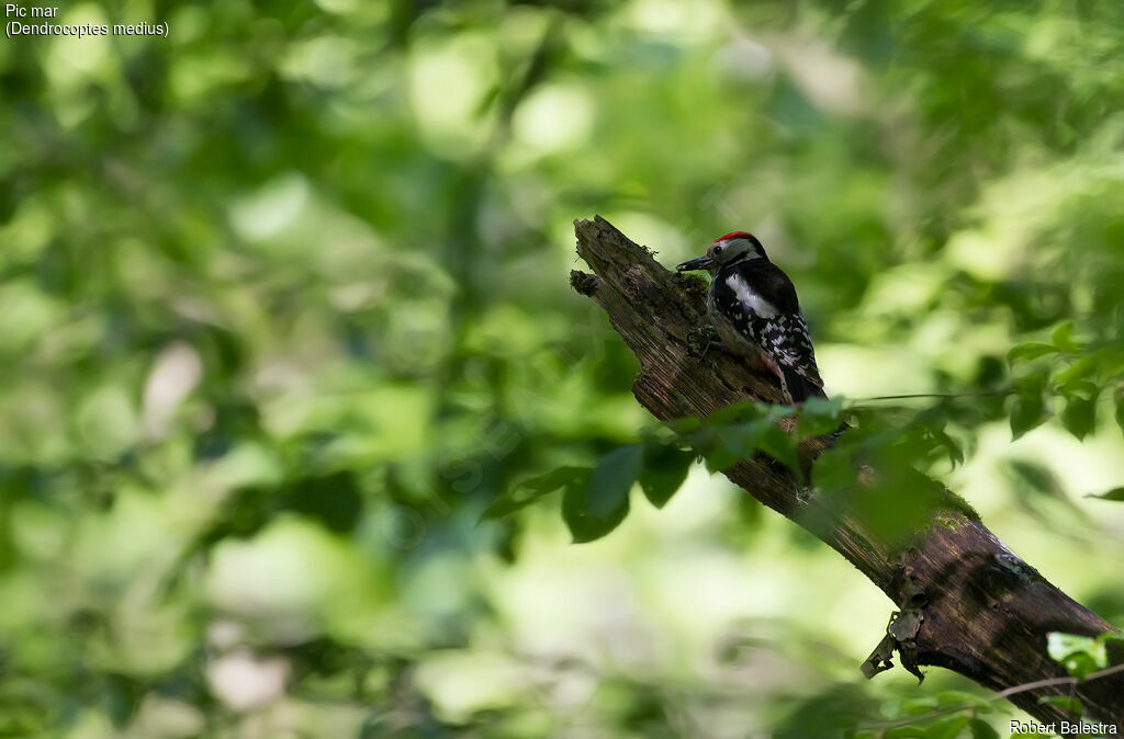 Middle Spotted Woodpecker