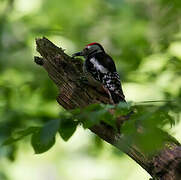 Middle Spotted Woodpecker