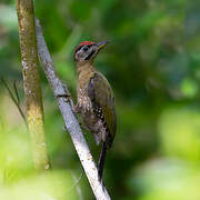 Laced Woodpecker