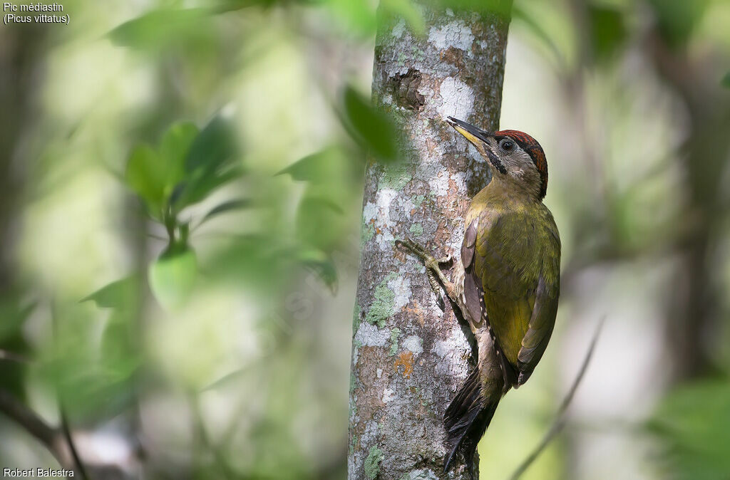 Laced Woodpecker male