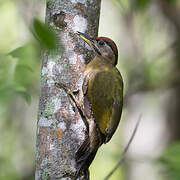 Laced Woodpecker