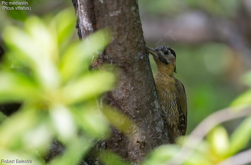 Laced Woodpecker female