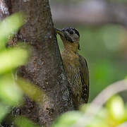 Laced Woodpecker