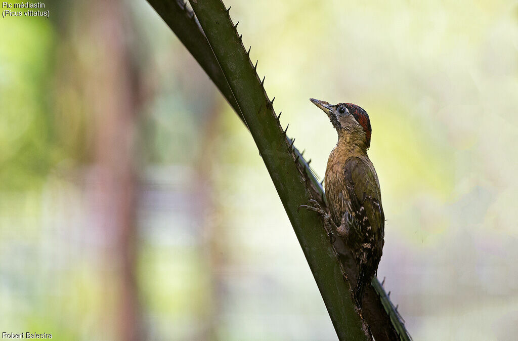 Laced Woodpecker