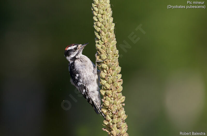 Downy Woodpecker male juvenile