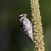 Downy Woodpecker