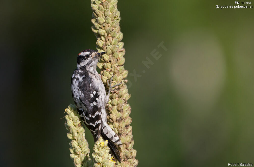 Downy Woodpecker