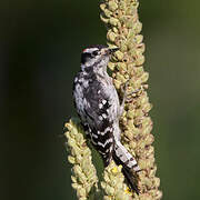 Downy Woodpecker