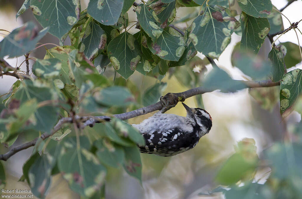 Downy Woodpecker male juvenile, fishing/hunting