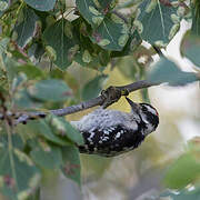 Downy Woodpecker