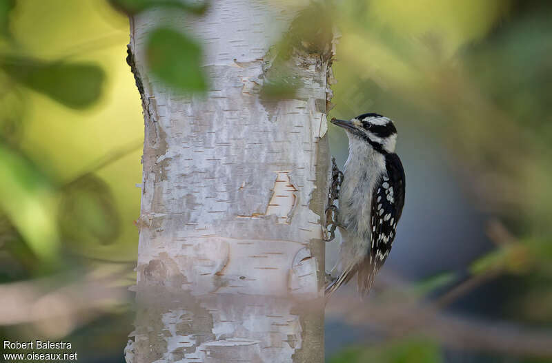 Downy Woodpecker female adult, eats