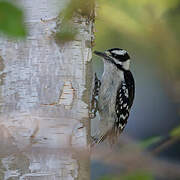 Downy Woodpecker