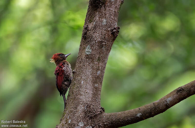 Banded Woodpecker male adult, identification