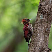 Banded Woodpecker