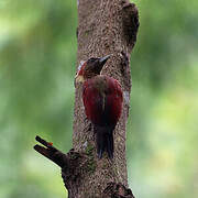 Banded Woodpecker