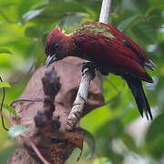 Banded Woodpecker