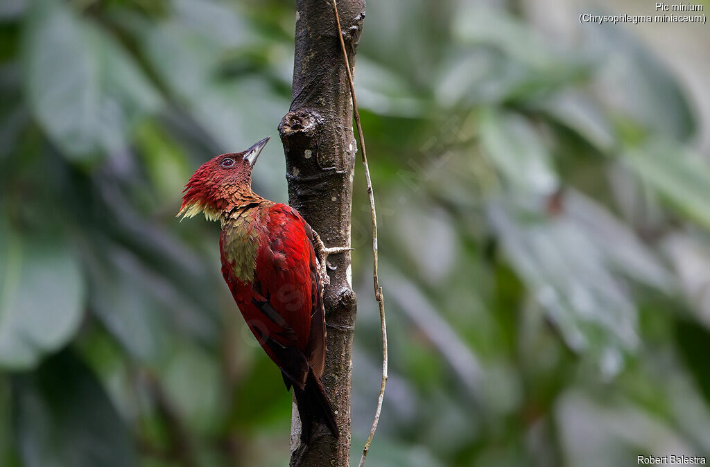 Banded Woodpecker