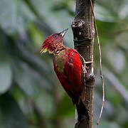 Banded Woodpecker