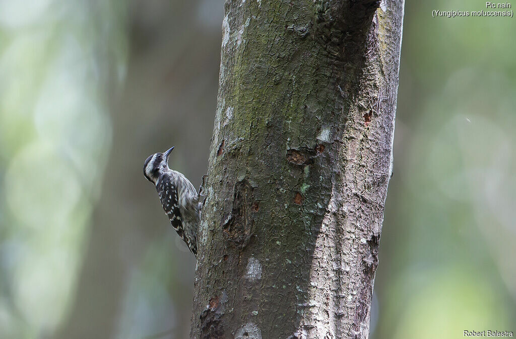 Sunda Pygmy Woodpecker