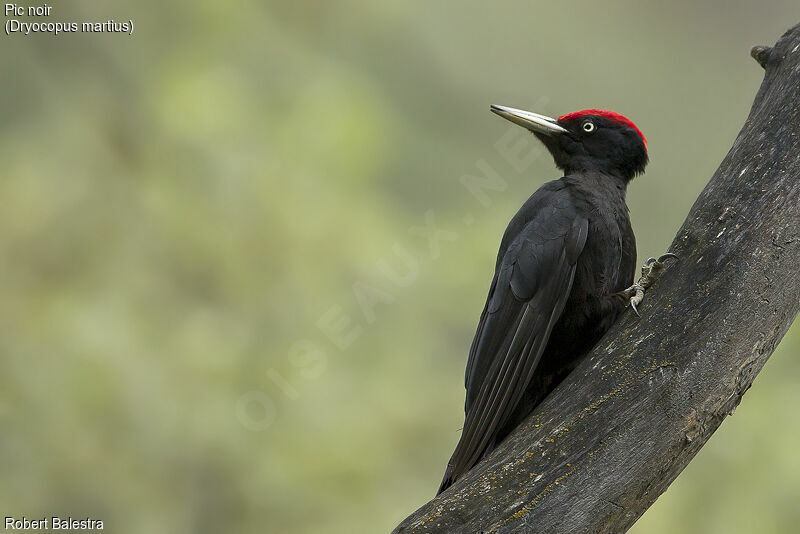 Black Woodpecker male