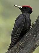 Black Woodpecker