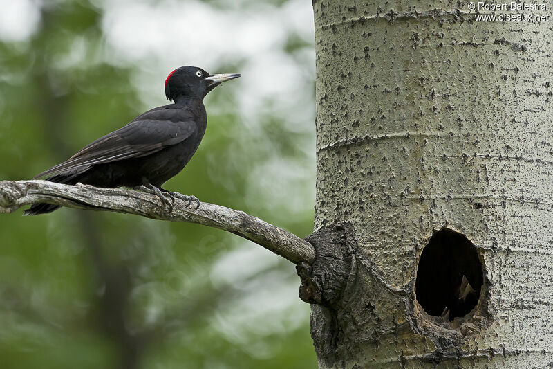 Black Woodpecker female adult