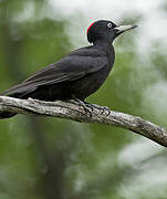 Black Woodpecker