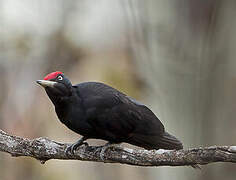 Black Woodpecker