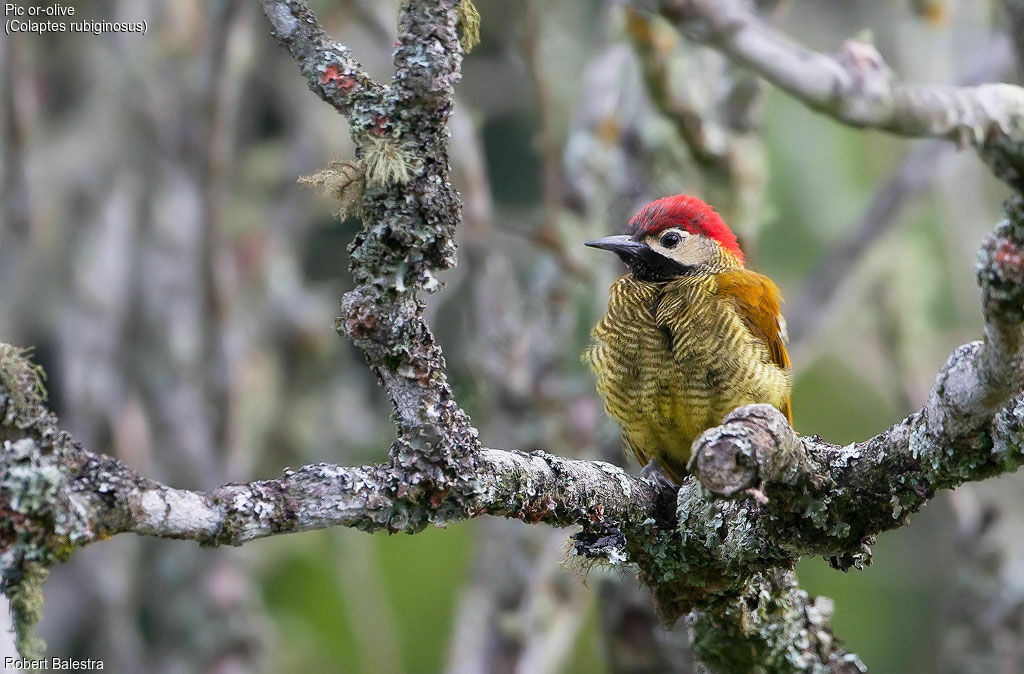 Golden-olive Woodpecker