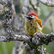 Golden-olive Woodpecker