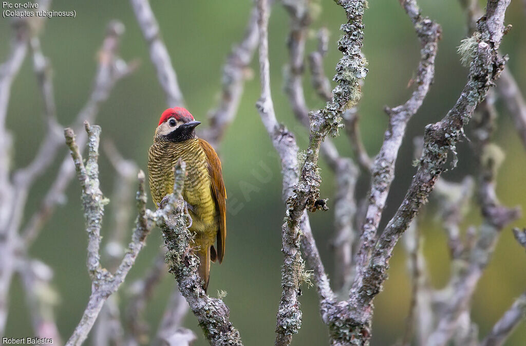 Golden-olive Woodpecker