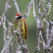 Golden-olive Woodpecker