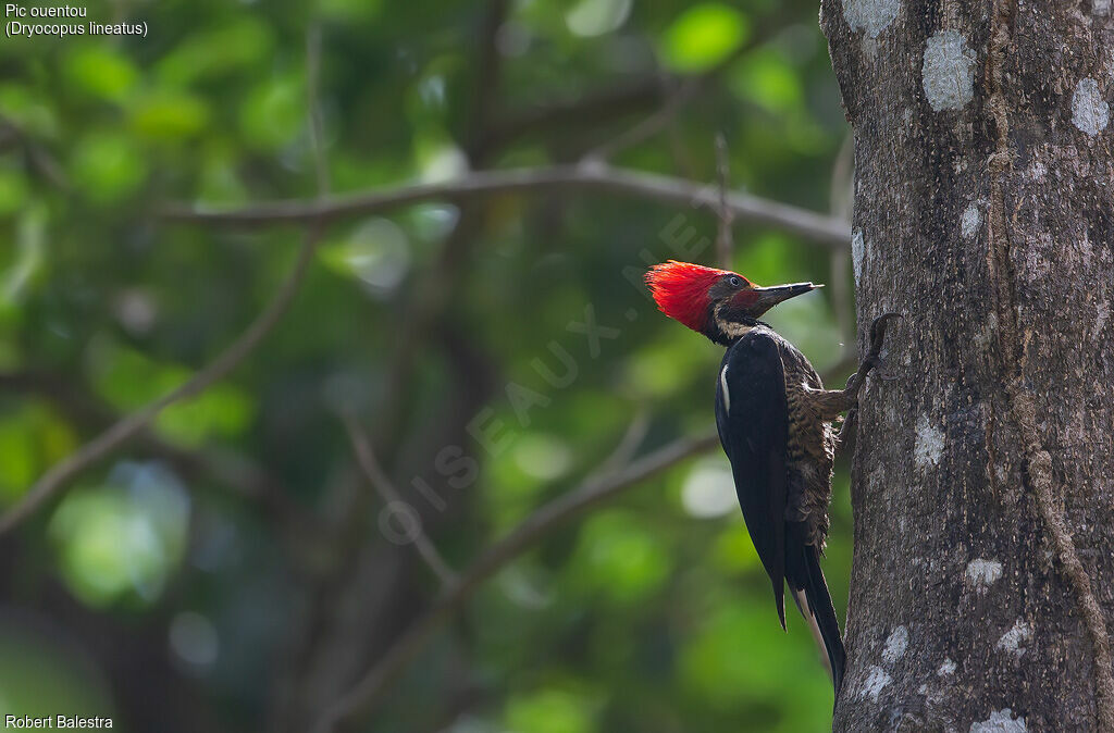 Lineated Woodpecker