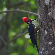 Lineated Woodpecker