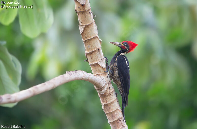 Lineated Woodpecker male
