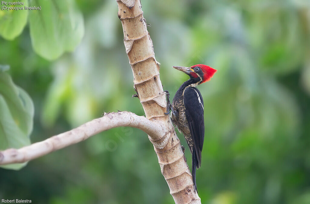 Lineated Woodpecker male