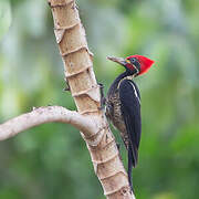 Lineated Woodpecker