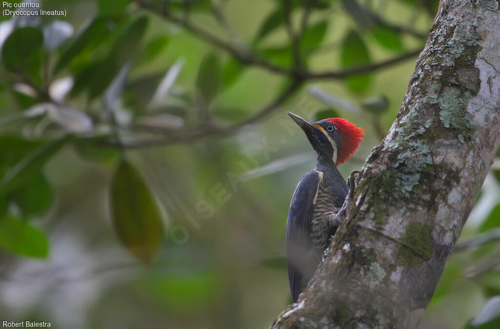 Lineated Woodpecker