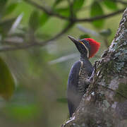 Lineated Woodpecker