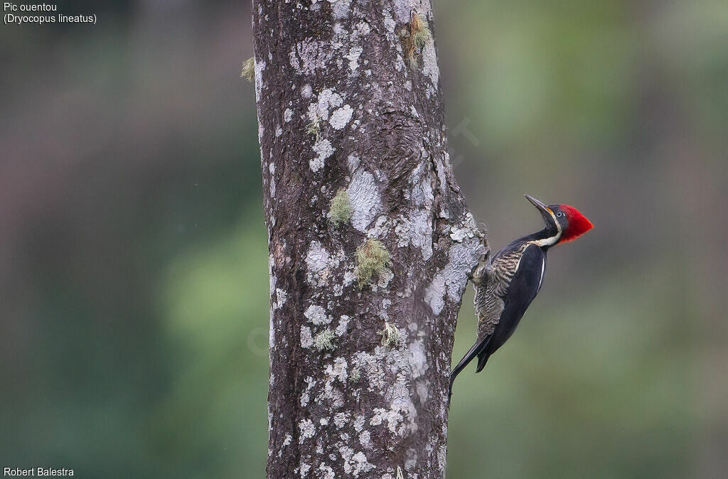 Lineated Woodpecker