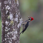 Lineated Woodpecker